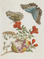 Blue Butterflies and Pomegranate